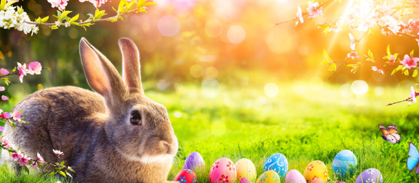 easter-bunny-shutterstock-1912582858-835x365.jpg